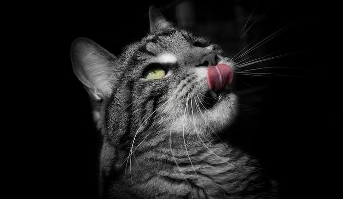 Почему кошки высовывают язык